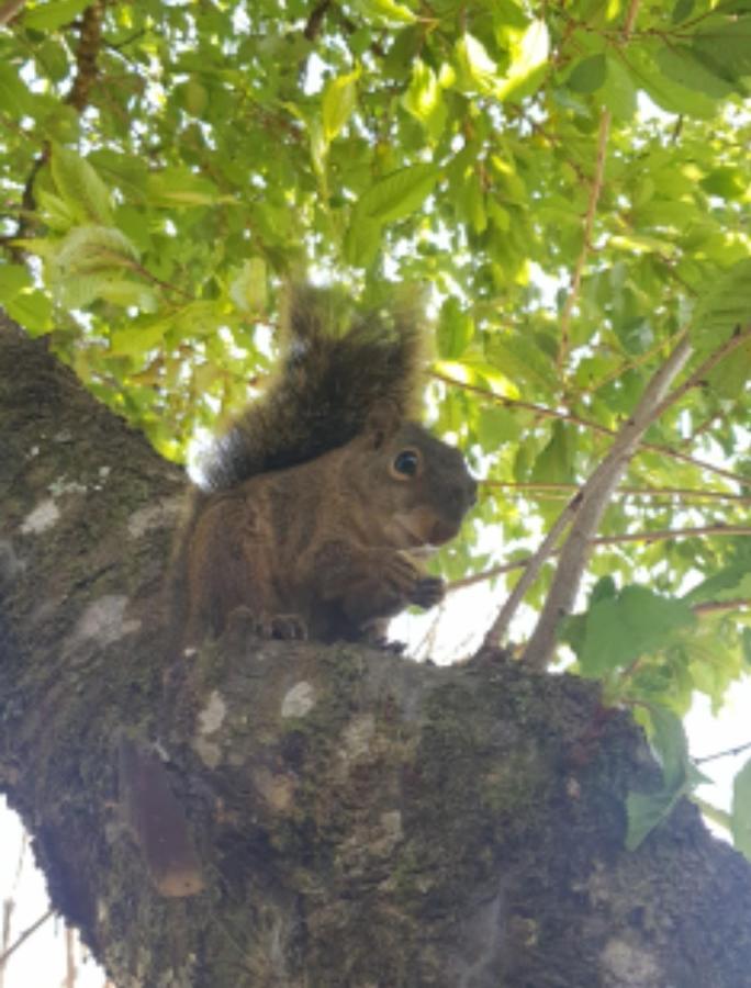 Pousada Canto do Sabiá Monte Verde  Esterno foto